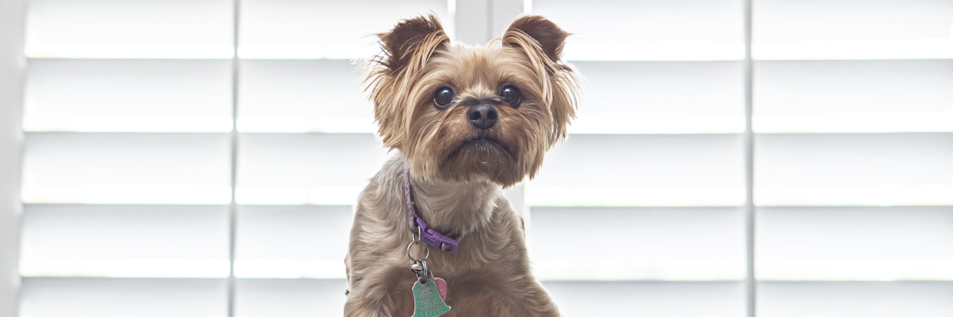 Dog in front of plantation shutters in New York