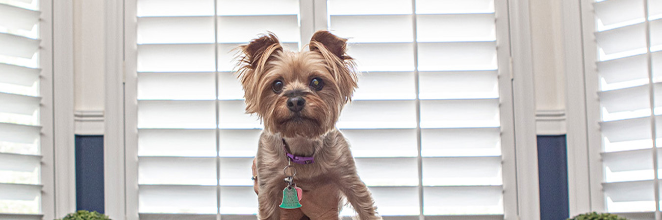 A dog posed in front of white Polywood shutters.