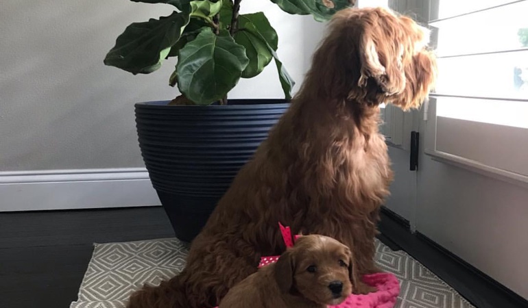 Your windows and doors should use coverings that even your pets can't destroy. Dogs Looking Out Of Window Treatments